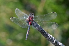 David Plant Photography - Wildlife Photography - White-faced darter - M